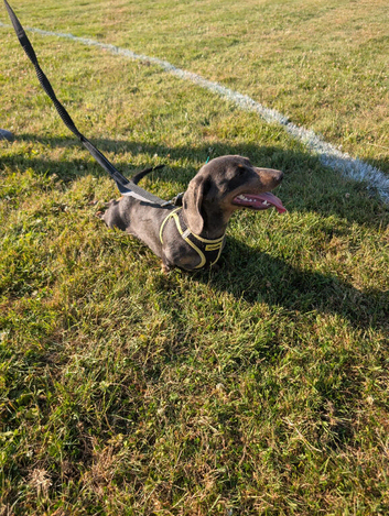 Smooth mini dachshund female
