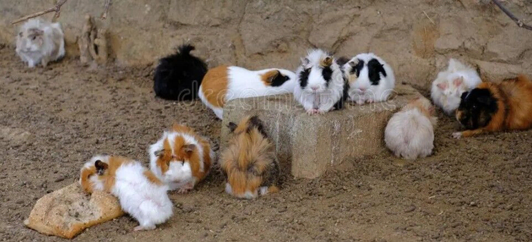 FOR SALE - MALE & FEMALE GUINEA PIGS