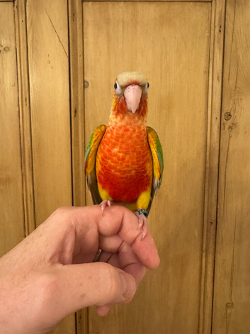 Hand Reared Conures  For Sale