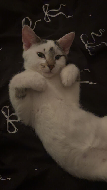 7 month old kitten MALE