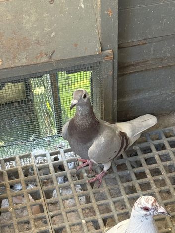 Pigeons