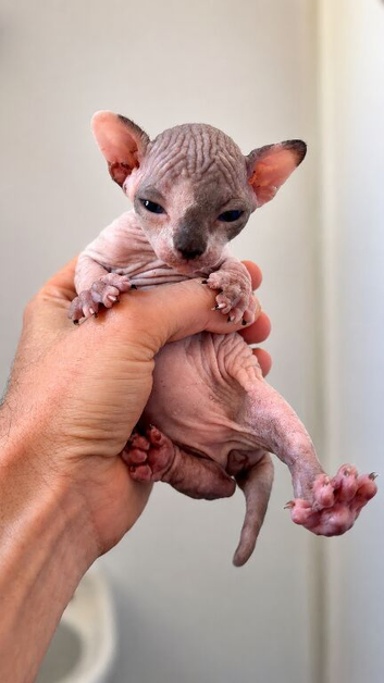 Sphynx kittens