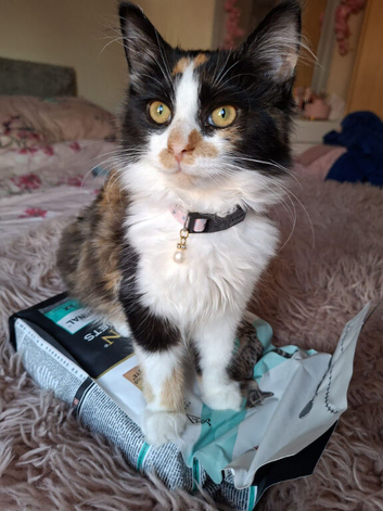Norwegian forest cross