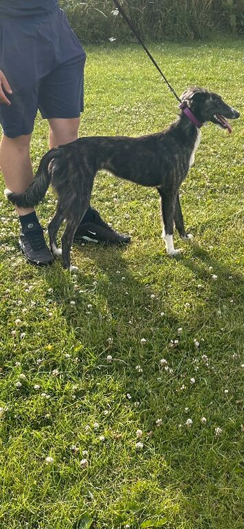 Saluki collie greyhound