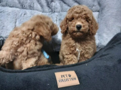 Female 8 week old puppy