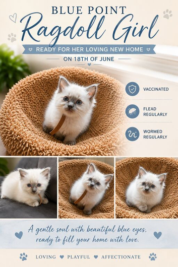 Ragdoll kittens *1 girl left*