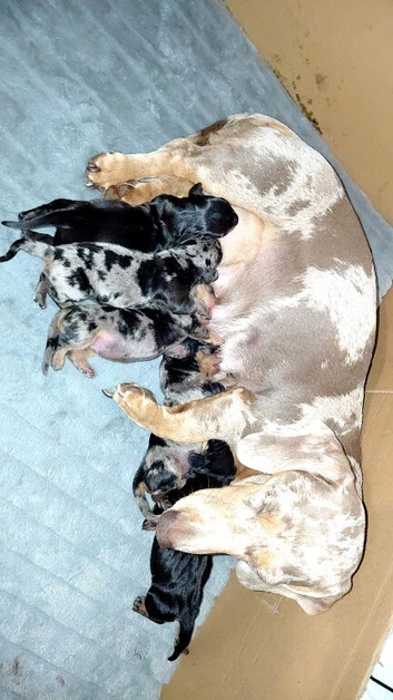 5 Gorgeous Miniature Dachshund puppys