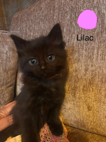 2 black 13 week old kittens