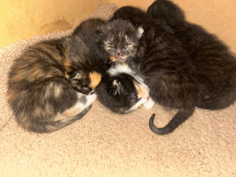 Gorgeous Calico Kittens