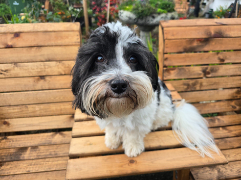Beautiful Pedigree Havanese for stud