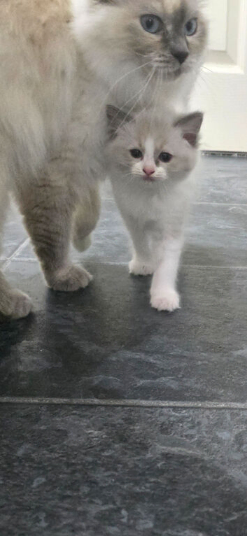 Gorgeous Pure Ragdoll Kittens .... READY TO LEAVE NOW !