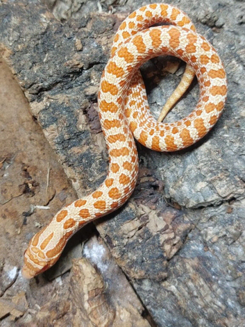 Red Albino Western Hognose at Birmingham Reptiles