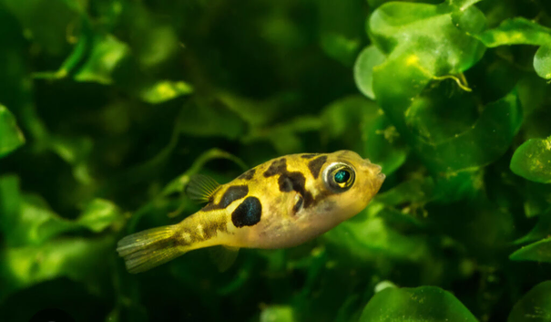 Pea puffers 4