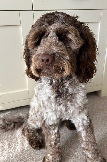Stunning Cockapoo Dog