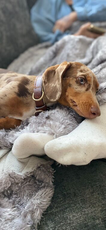 Beautiful harlequin dapple boy Charlie Chaplin blood line miniature dachshund stud