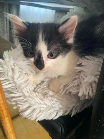 Beautiful kitten