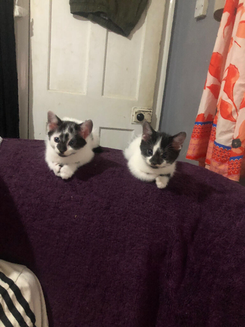 Cute furry kittens