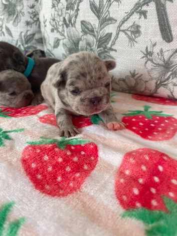 Puppy's for sale