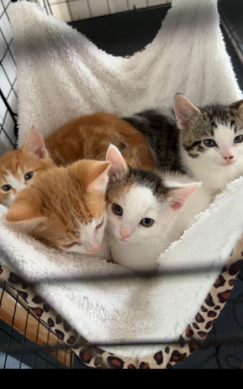 Beautiful mixed litter