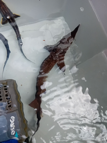 Sturgeon