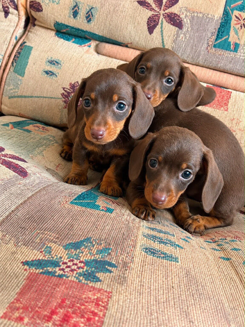 Mini dachshund puppies
