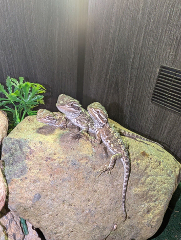 Baby Rankin's Dragons with kinked tails (bearded dragon cousin)