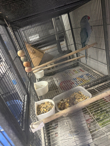 2026 dna male ringneck blue Opaline colour