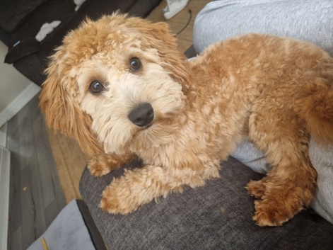 1yr old Male Cavapoo