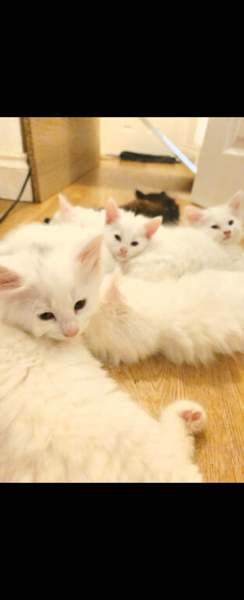 Turkish angora kittens
