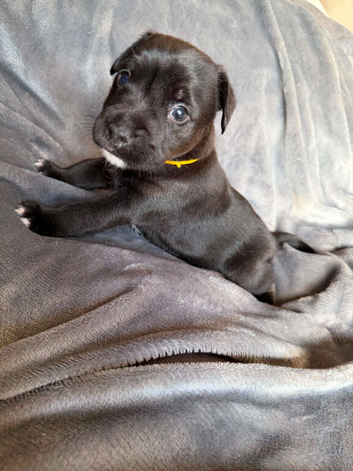 Patterjack pups
