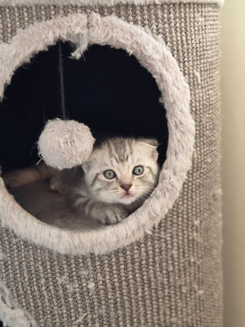 Two adorable Scottish fold kittens