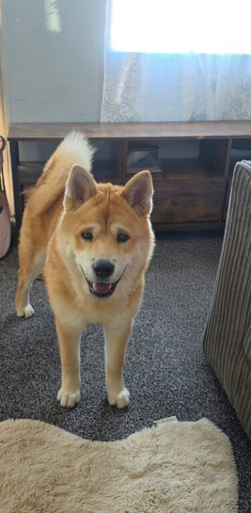 Chow chow Cross female