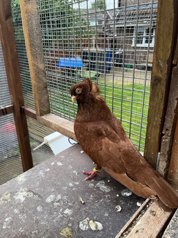 Fancy pigeons for sale feleghazers