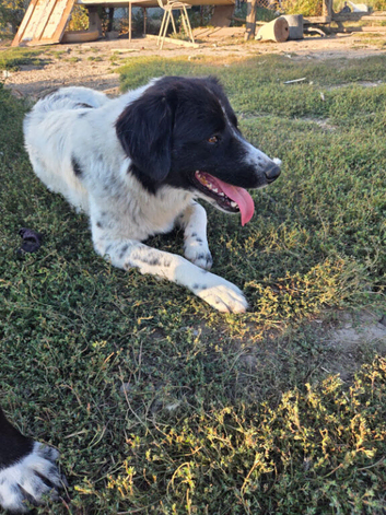 AISHA &ndash; Dumped as a Tiny Baby, Now This Gorgeous Gentle Girl Is Ready for a Family ️