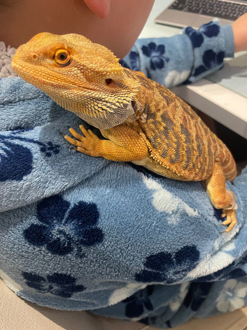 Bearded dragon and full set up