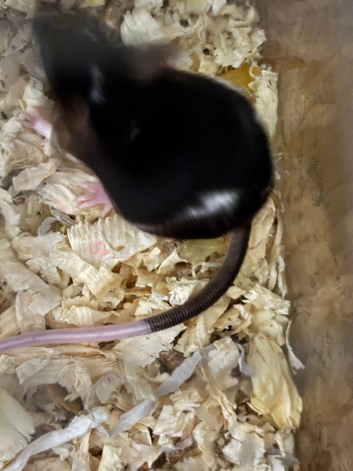 Male pet mice