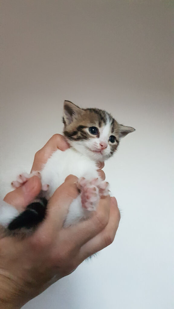 4‑week‑old female kitten ready to reserve