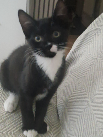 Kitten