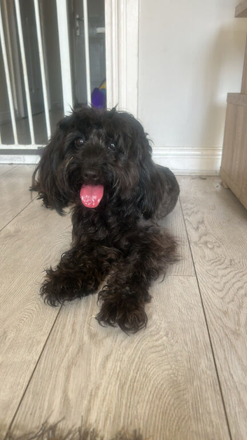 Black cockapoo
