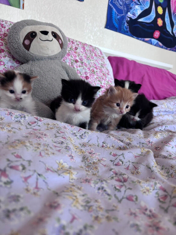 Cute kittens 12 weeks