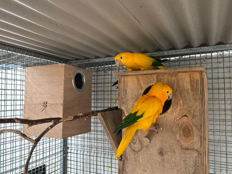 Very Rare Queen of Bolivia /Golden Conures