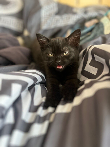 10 week old kitten
