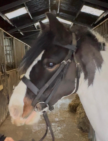 Pony club/ games/ hunt pony 12.2hh mare 8 yrs