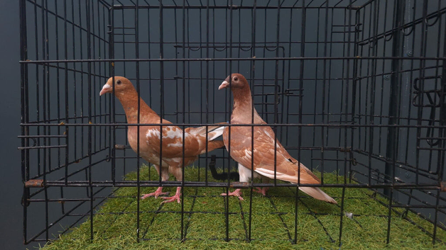 Muleman pigeon pair