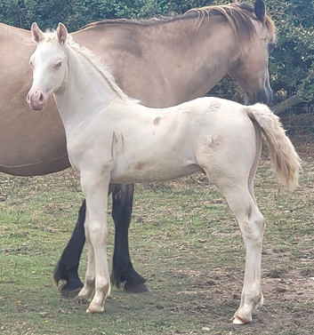 WELSH SECTION D CREMELLO COLT