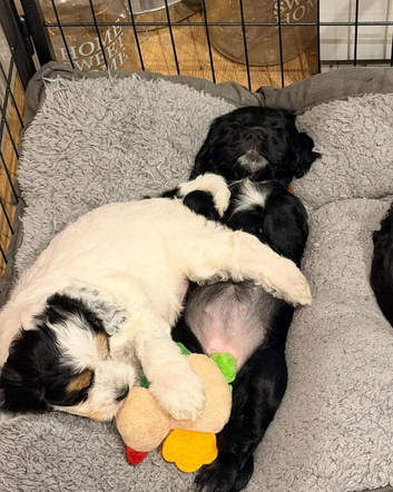 Cockapoo Puppies