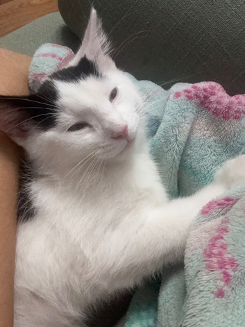 Milo looking for rehome