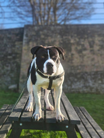 American bulldog x Staffy