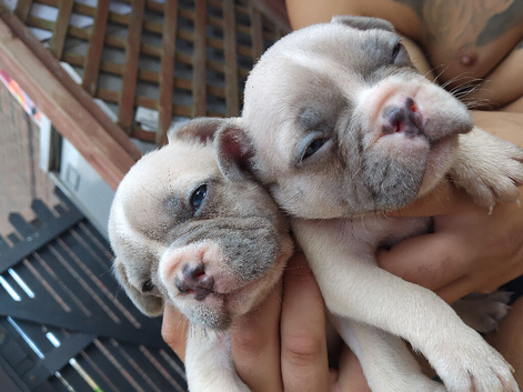 3 boys and 3 girl frenchies ready for there new homes now.