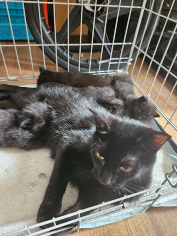 Stunning part maincoon kittens